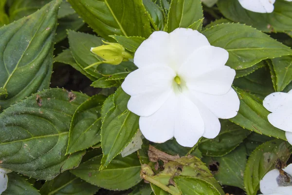 Primer plano de Nueva Guinea Impatiens planta blanca . — Foto de Stock