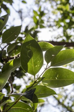 Limon ağacı yapraklar ve arka planda gün ışığı. Yapraklar hasarlı ve hastalıklı.
