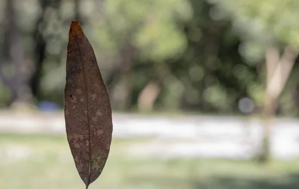 Nahaufnahme von getrockneten Blättern der Spilocaea oleaginea Pflanze. — Stockfoto