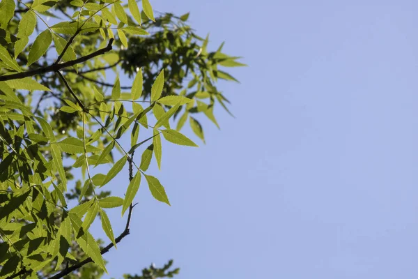 Nahaufnahme der Blätter der Esche und des Himmels im Hintergrund. — Stockfoto