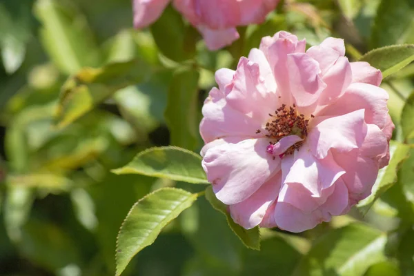 Rosa gallica fabrikasının yakın çekim. Pembe.