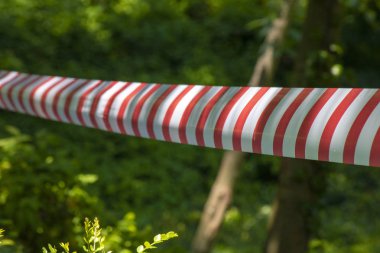 Safety strip hanging between two trees in forest. Close-up. clipart