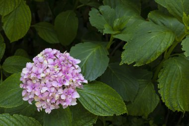 ortanca makrophylla bitkiyakın çekim. Mor ve beyaz karışımı renk ve yaprakları ile birlikte.