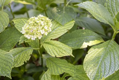 ortanca arborescens çiçek yakın çekim.