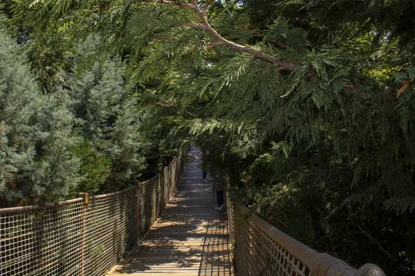Einschlag einer hölzernen Hochseilbrücke auf leylandii in der Nähe eines Heckenbaums. — Stockfoto