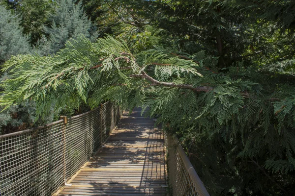 Einschlag einer hölzernen Hochseilbrücke auf leylandii in der Nähe eines Heckenbaums. — Stockfoto