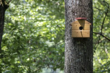 Fotoğrafın sağ tarafında ağaç asılı el yapımı kuş evi.
