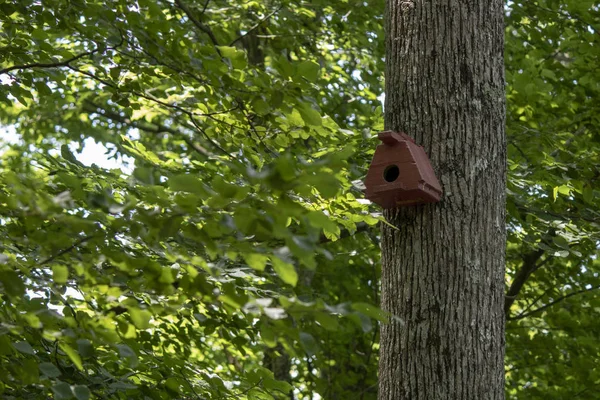 Maison d'oiseaux faite à la main accrochée à l'arbre sur le côté droit de la photo . — Photo