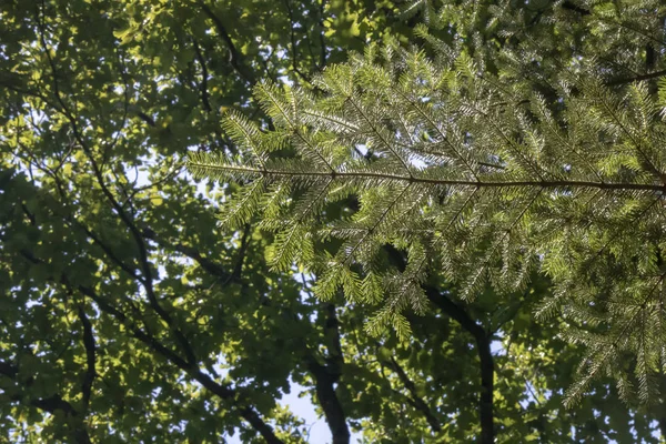 Nahaufnahme von Zweigen des abies homolepis (Nadelbaum) Baumes. — Stockfoto