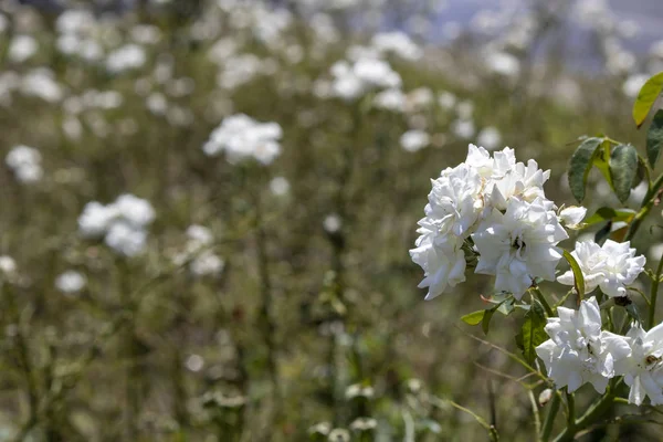 Крупный план цветка жасмина . — стоковое фото