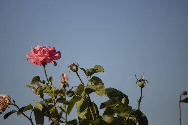 Rosa barış çiçeği yakın çekim. Yeşil yapraklar arka plan....
