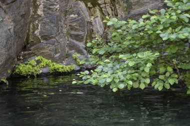 Dere kenarında kaya üzerinde yetişen Avrupa alder ağacının yakın çekim
