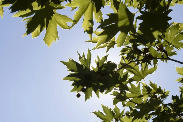 Norway maple tree leaves and daylight in background — Stock Image Norway maple tree leaves and daylight in background Royalty Free Stock Photos