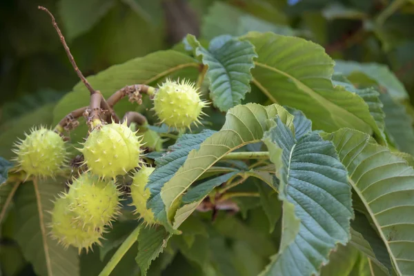 Castanea sativa ağacının yapraklarına ve meyvelerine yakın çekim.