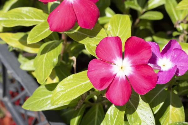 Primer plano de la vid de vinca (magenta) flor . — Foto de Stock