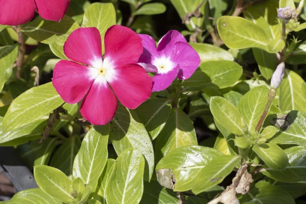 Primer plano de la vid de vinca (magenta) flor . — Foto de Stock