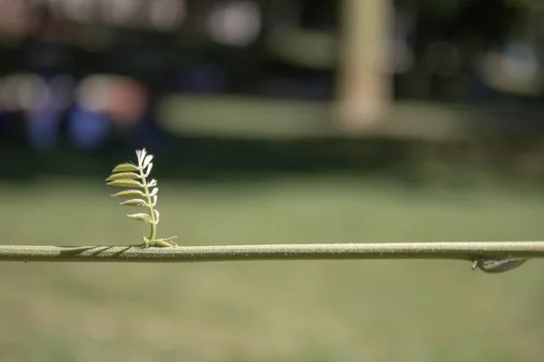 Gros plan sur la valériane dans le jardin . — Photo