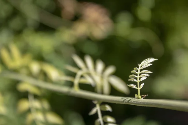 Pequeñas hojas en ramita de valeriana en jardín —  Fotos de Stock