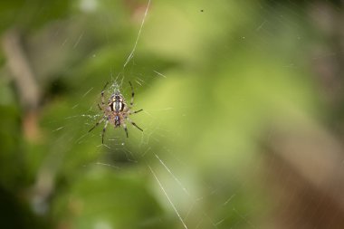 İnternetteki Araneus diadematus örümceğinin yakın çekimi.