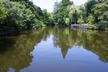 Ormandaki göl ve doğa manzarası.