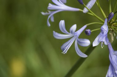 Agapanthoideae bitkisinin mor çiçeğinin yakın çekimi.