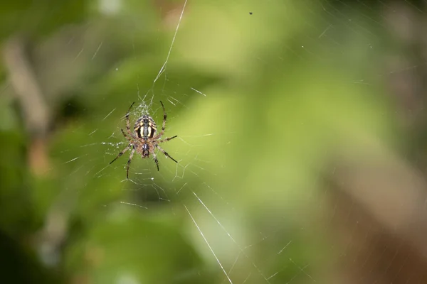 Primer plano de Araneus diadematus spider en la red . — Foto de Stock
