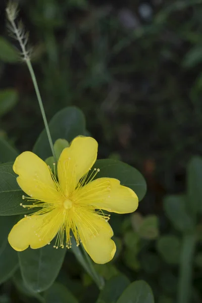 Close up of Hypericum reptans plant. — Stock Photo, Image