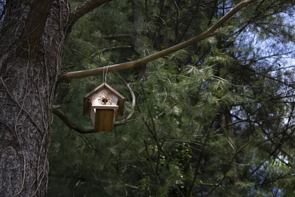 Vogelhaus hängt in einem Baum. — Stockfoto