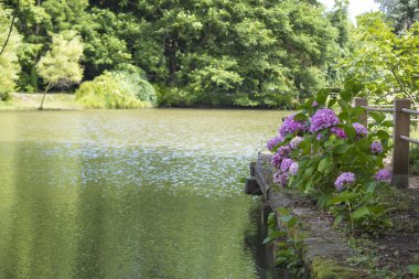 Ağaç, yapraklar ve ormandaki göl ile birlikte filme alındı. Bulutlu mavi gökyüzü manzaralı.