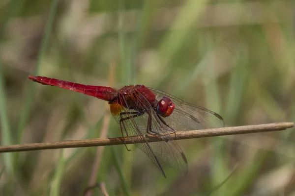 Besouro libélula em breve captura. Em vermelho. fica na grama seca . — Fotografia de Stock