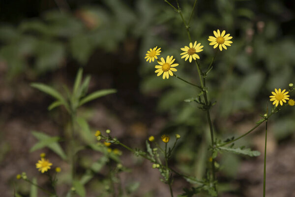 Закрыть съемку золотистого лохмотья. Есть зеленые ветви. Абстрактный размытый фон
.