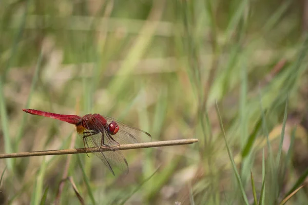 Le scarabée libellule bientôt capturé. En rouge. se tient sur l'herbe séchée . — Photo