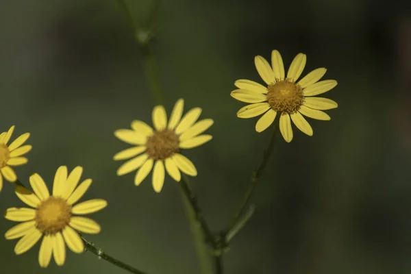 Detailní záběr na zlatý ragwort květ. Jsou tu zelené větve. Abstraktní rozmazané pozadí. — Stock fotografie