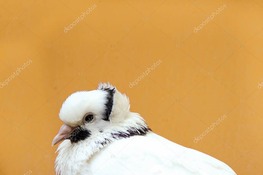 White dove with black patterns on the head. The head was close-up. Background orange rente wall. His eye's black