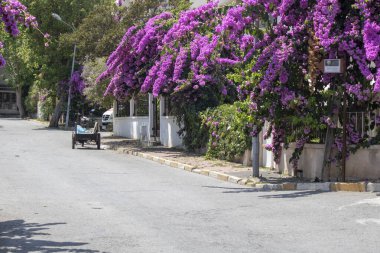 Bougainvillea fabrikasına yakın çekim. Mor. Sokaktan çıkarıldı..