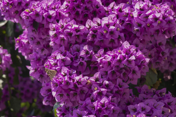 Close-up of Bougainvillea plant. Purple. It was pulled through the street. — Stock Photo, Image