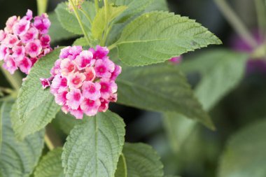 Lantana Camara çiçeği. Üç farklı renkten oluşur..