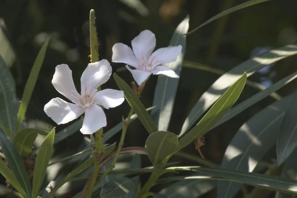 Крупним планом квітка Oleander (Nerium olander) . — стокове фото