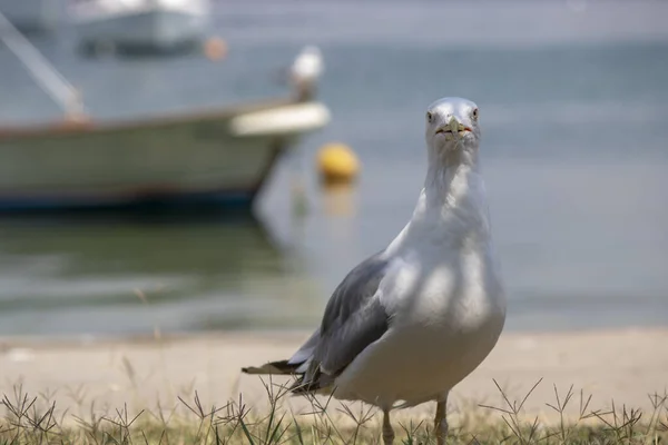 Gaviota tendida en el suelo . — Foto de Stock