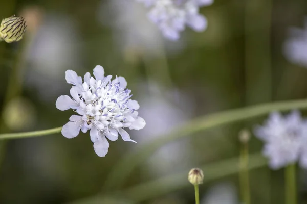 Scabiosa bipinnata 꽃의 근접 사진. 배경 이 흐릿하다. — 스톡 사진