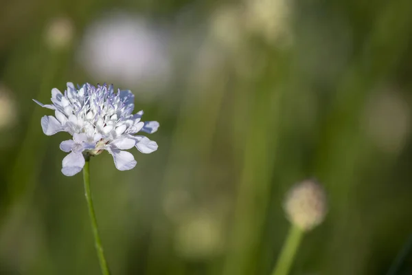 Close-up de flor scabiosa bipinnata. Fundo desfocado . — Fotografia de Stock