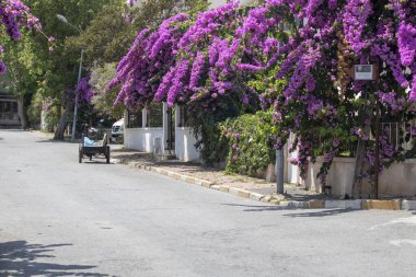 Bougainvillea fabrikasına yakın çekim. Mor. İçinden çıkarıldı.