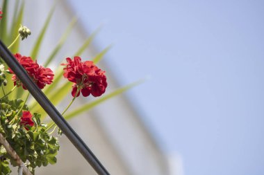 Pelargonium Zonale 'nin kırmızı renkli çiçeğini yakın plan çek. Balkon yüksekliğinde duruyordu. Güç kablosu var..