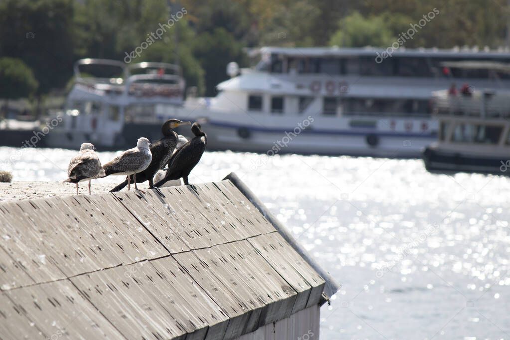 Cormorants and gulls stand together in concrete on the harbor. In the background blurred steamer and boats.