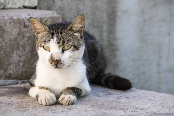 O gato branco preto está olhando ao redor considerando . — Fotografia de Stock