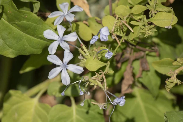 Крупный план завода Plumbago zeylanica . — стоковое фото