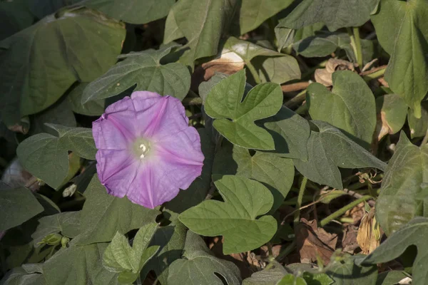 Ipomoea sıfır bitkisinin mor çiçeğine yakın.. — Stok fotoğraf
