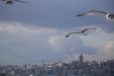 Galata Kulesi denizde çekildi. Kadraja girne martıları bulanıklaştırdı. Sonbaharda çekildi..