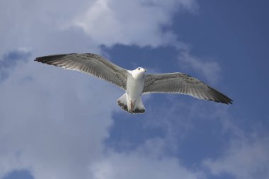 Galata Kulesi denizde çekildi. Kadraja girne martıları bulanıklaştırdı. Sonbaharda çekildi..