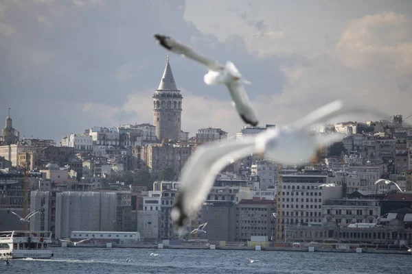 Galata věž byla natočena na moře.Kadraja girne rozmazané racky. Byl natočen na podzim.. — Stock fotografie